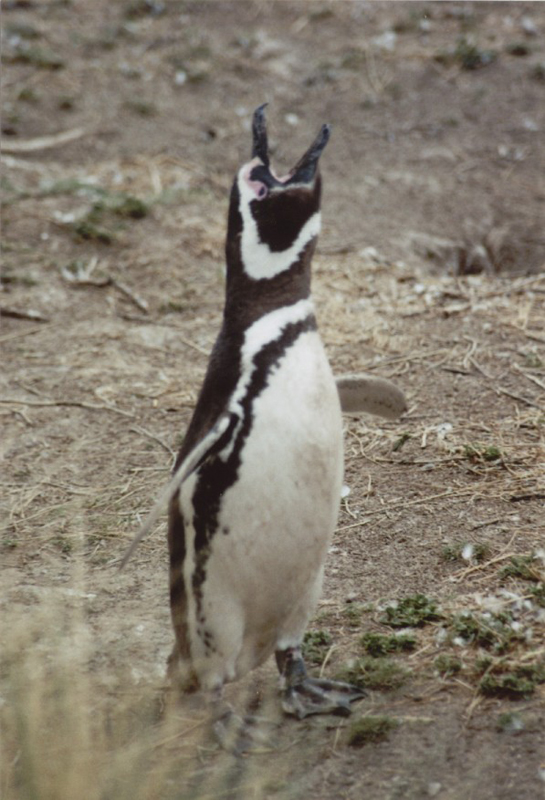 Cabo_Dos_Bahias_04_05