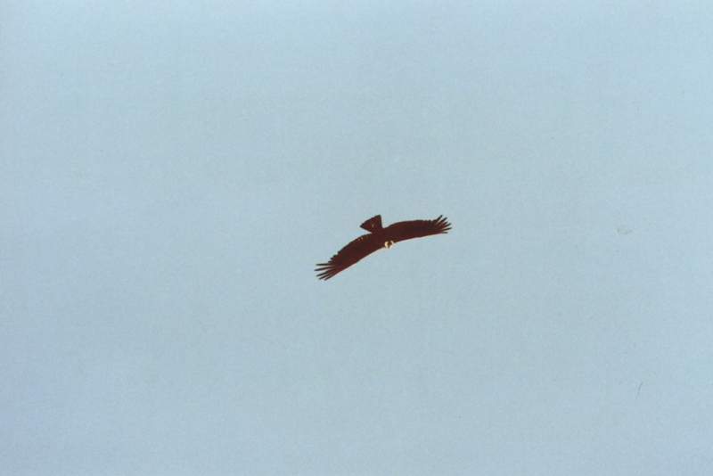 Gl._Perito_Moreno_04_02